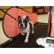 Běžecký pas pro psy Dog Pacer SMALL