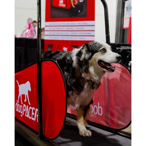 Dog Treadmill by Pacer
