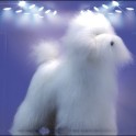 Poodle Dog Model - Full Body Hairpiece