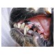 Škrabka pro odstranění zubního kámene pro levaky