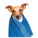 Refreshing Towel Dog Generation