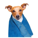 Refreshing Towel Dog Generation