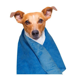 Refreshing Towel Dog Generation